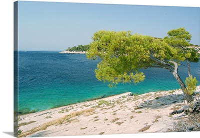 Hvar island, pine tree by sea, Croatia