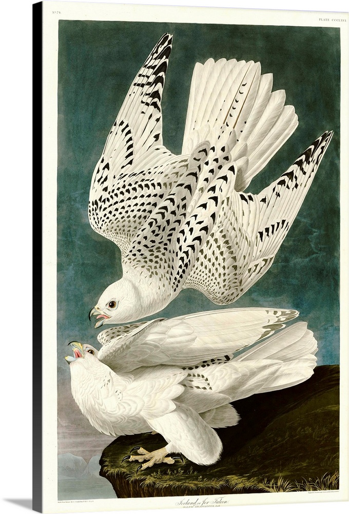 An illustration published in Birds of America by John James Audubon. 19th century.