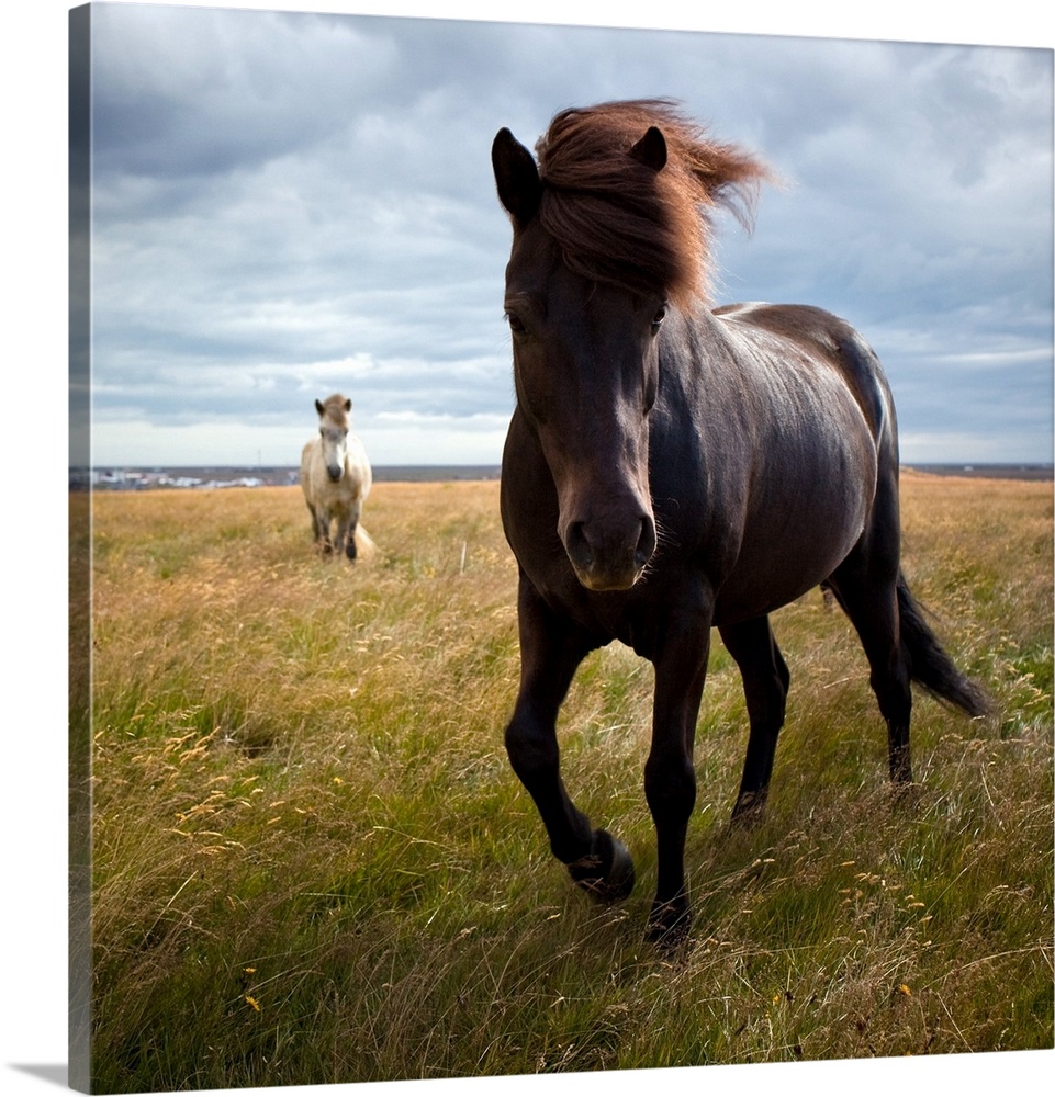 Close-up view of Icelandic horse running in field.