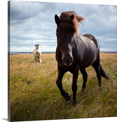 Icelandic horse