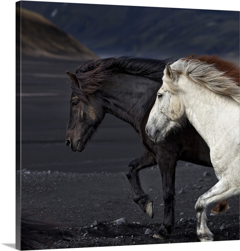 Black and White horses running on black sands