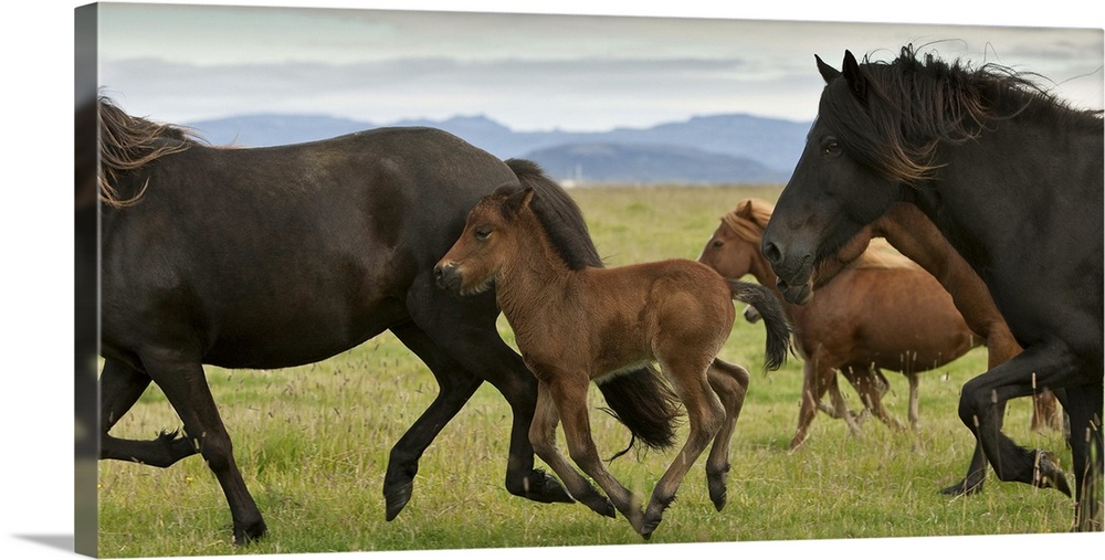 Mare, Stallion and Foal running