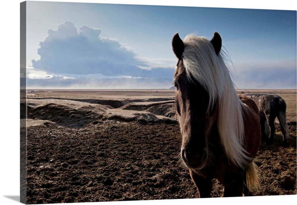 Icelandic horses standing in pasture in shadow of ash cloud from erupting Eyjafjallajokull Volcano.