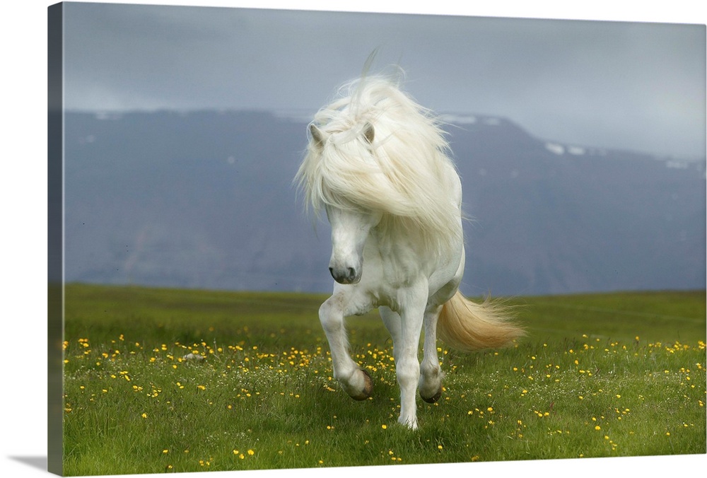 Icelandic Pony