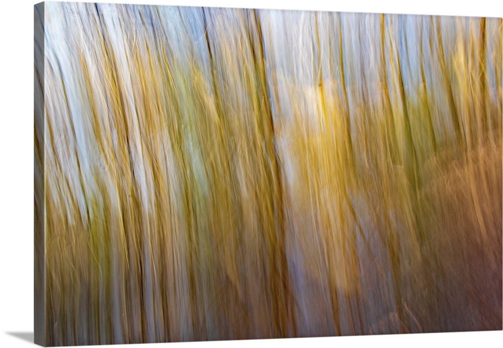 ICM image of golden flowing trees and blue sky and pond. United Kingdom.