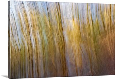 ICM Image Of Golden Flowing Trees And Blue Sky And Pond