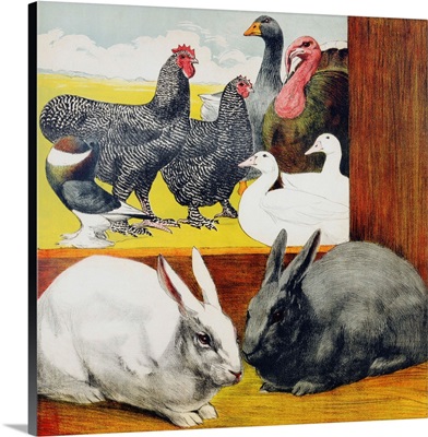 Illustration Depicting Rabbits And Farm Birds