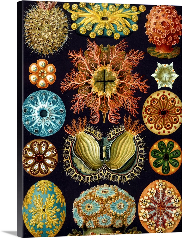 Illustration from Kunstformen der Natur (1904) by Ernst Haeckel. Plate 85.