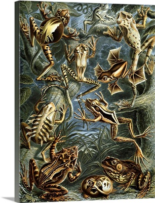 Illustration Of Batrachia By Ernst Haeckel