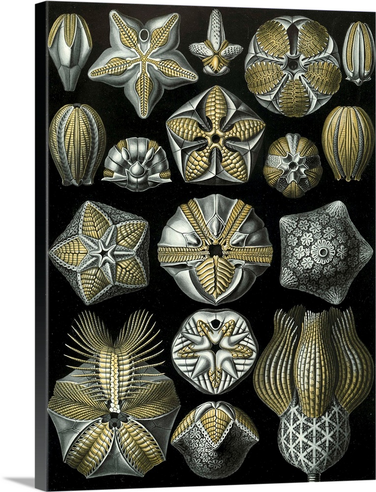 Illustration from Kunstformen der Natur (1904) by Ernst Haeckel. Plate 80. The Blastoidea is an extinct taxon of echinoderms.