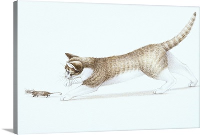Illustration of brown and white cat chasing House Mouse