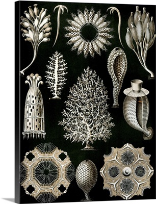 Illustration Of Calcispongiae By Ernst Haeckel