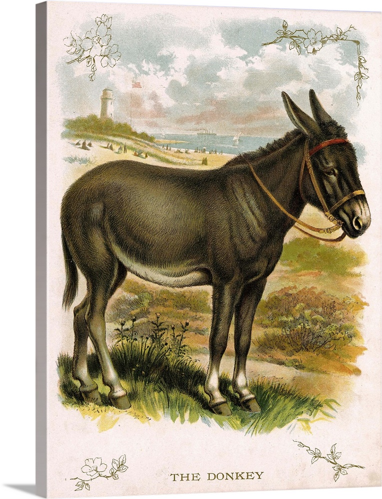 Lithograph of a donkey, circa 1920.
