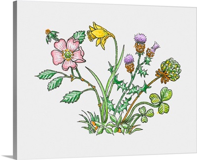 Illustration of English rose, Welsh leek, daffodil, Scottish thistle and  clover