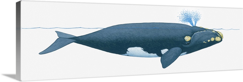 Illustration of North Pacific Right Whale (Eubalaena japonica) near surface of water showing two blowholes on top of head