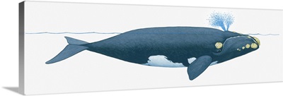 Illustration of North Pacific Right Whale (Eubalaena japonica) near surface of water