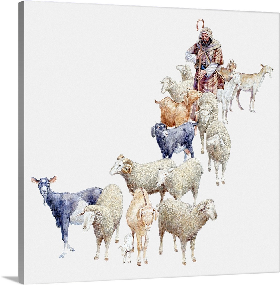 Illustration of shepherd separating his sheep from the goats, Gospel of Matthew