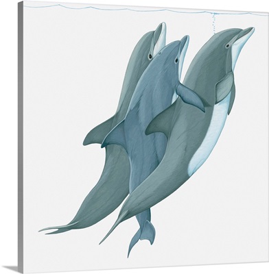 Illustration of two Bottlenose Dolphins lifting a third dolphin to water surface