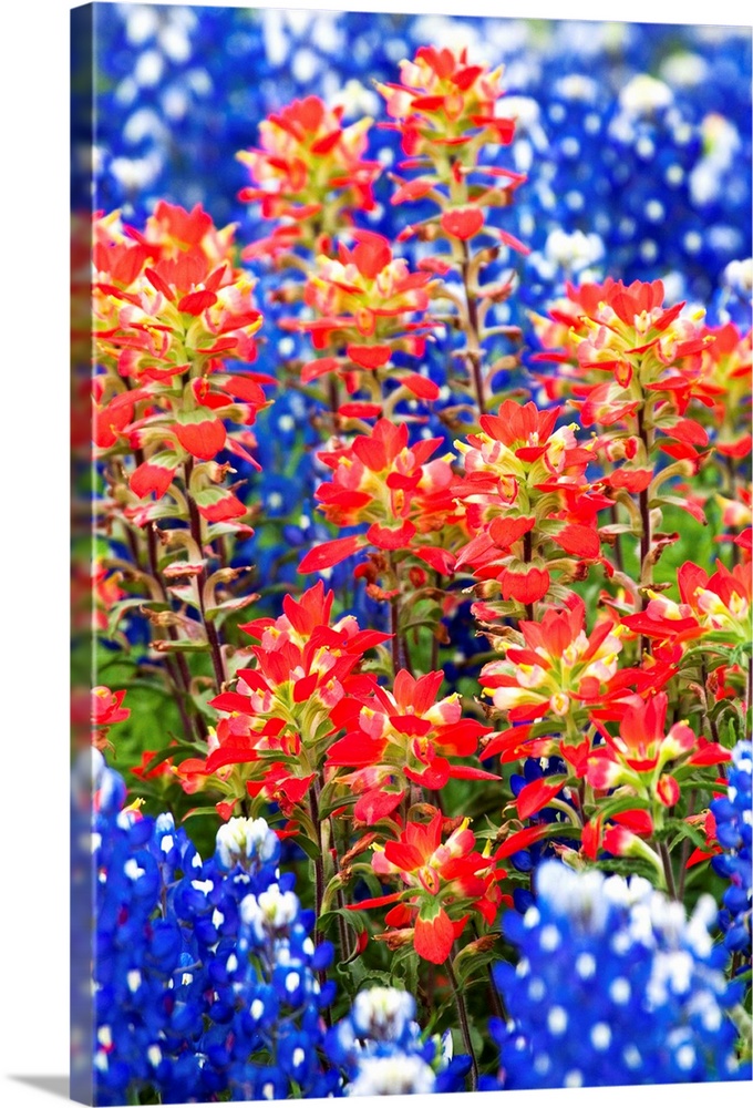 Indian Paintbush And Bluebonnet Flowers