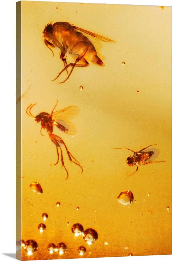 Insects fossilised in amber.