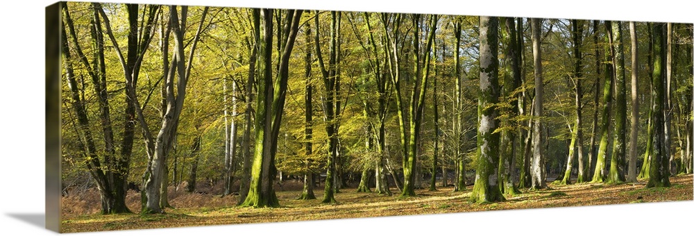 Interior of beech tree forest, New Forest, Hampshire, UK.