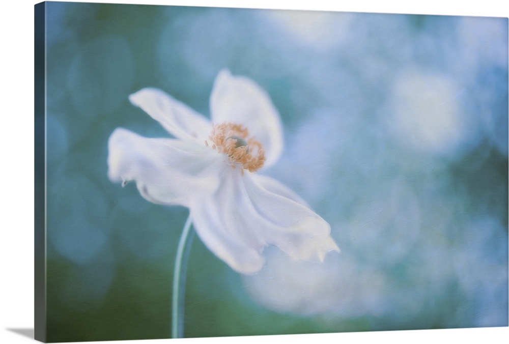 Isolated white cosmos with petals motioned by the wind, against blue bokeh background.