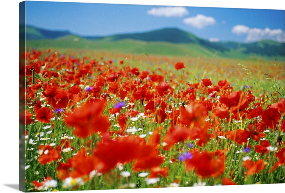 Italy, Umbria, Monti Sibillini National Park, Castellucchio, Flowering meadow, close-up
