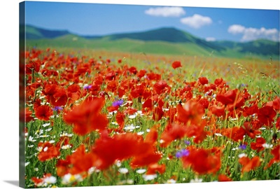 Italy, Umbria, Monti Sibillini National Park, Castellucchio, Flowering meadow