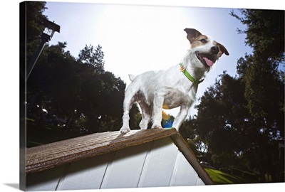 Jack Russell Terrier on top of doghouse