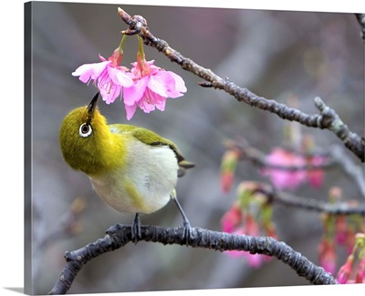 Japanese bush warbler in cherry blossom tree at Mount Yae, Okinawa.