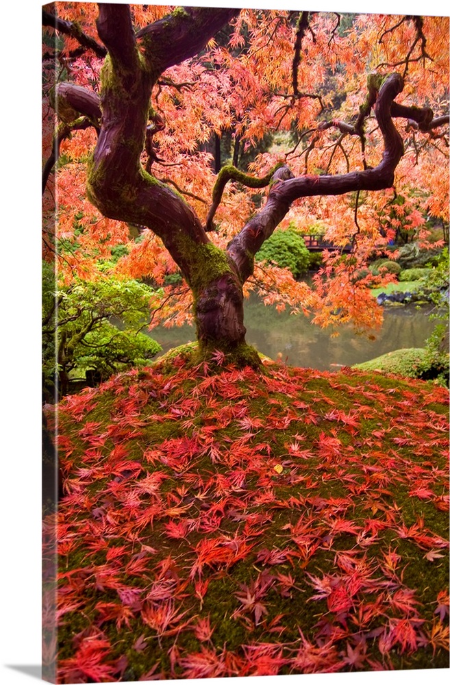 Classic autumn view of this iconic maple located in Portlands Japanese garden..