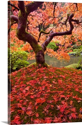 Japanese garden maple tree