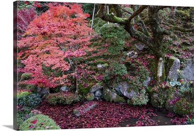 Japanese garden, red leaves, autumn, Japan