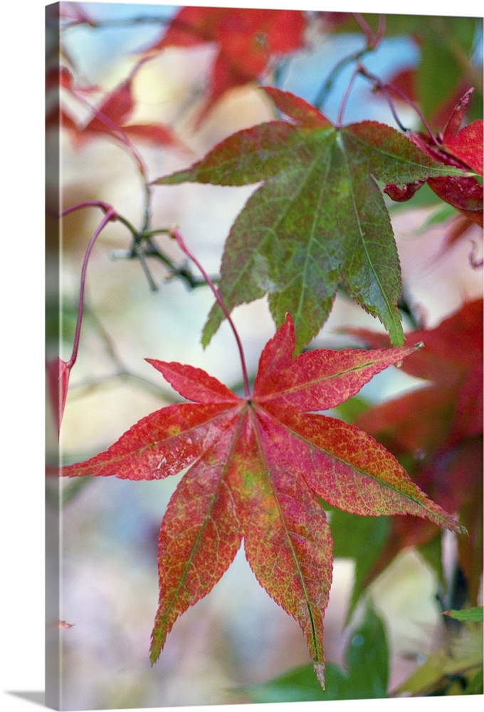 Japanese maple (Acer palmatum), November