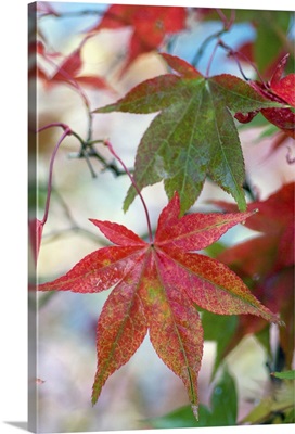 Japanese maple, November
