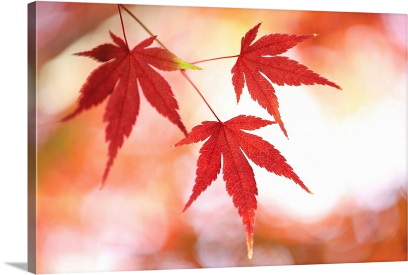 https://static.greatbigcanvas.com/images/singlecanvas_thick_none/getty-images/japanese-maple-tree-in-autumn,1831091.jpg?max=800