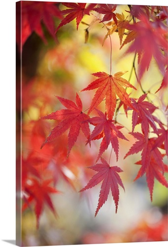 Japanese maple tree in autumn | Great Big Canvas