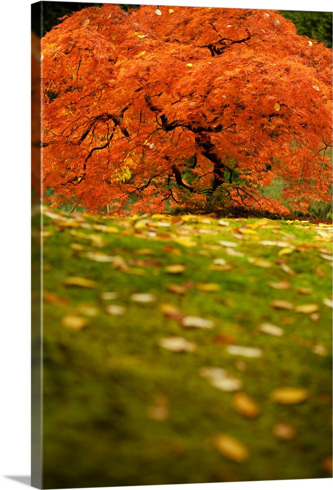 Japanese maple tree in autumn at Japanese garden in Portland, Oregon, USA.
