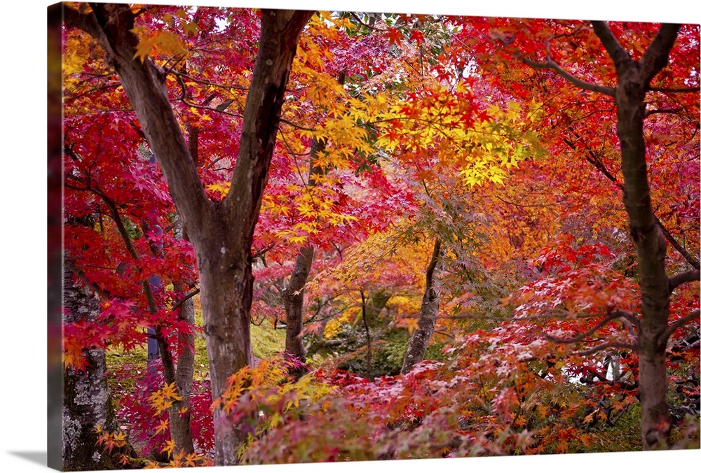 Oversized landscape photograph of Japanese maple trees with brightly colored fall leaves.