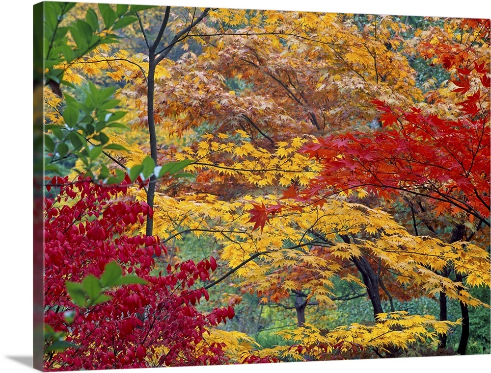 Japanese maple trees, autumn Wall Art, Canvas Prints, Framed Prints