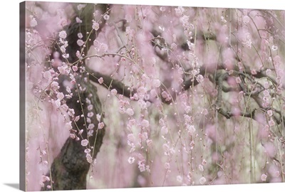 Japanese plum trees in full blossom, Japan