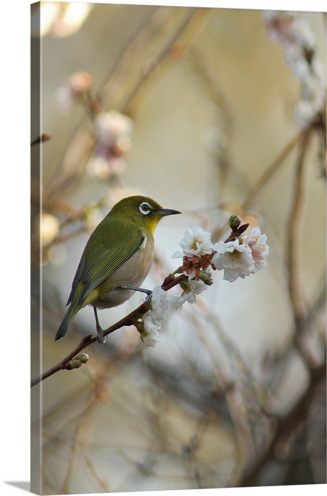 Japanese white-eye, bird, cherry blossom