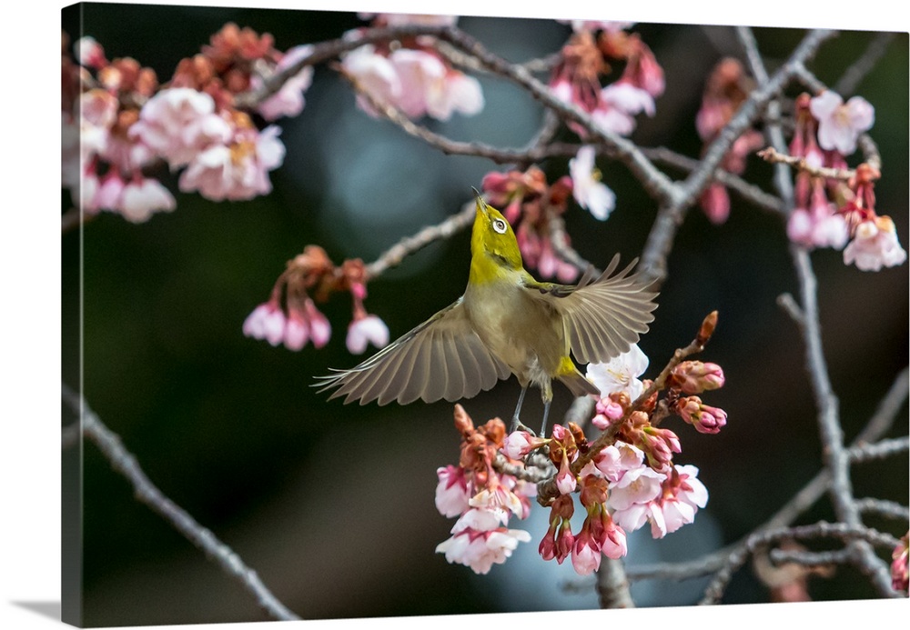 Japanese White-eye and Cherry blossoms