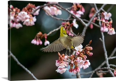 Japanese White-eye and Cherry blossoms