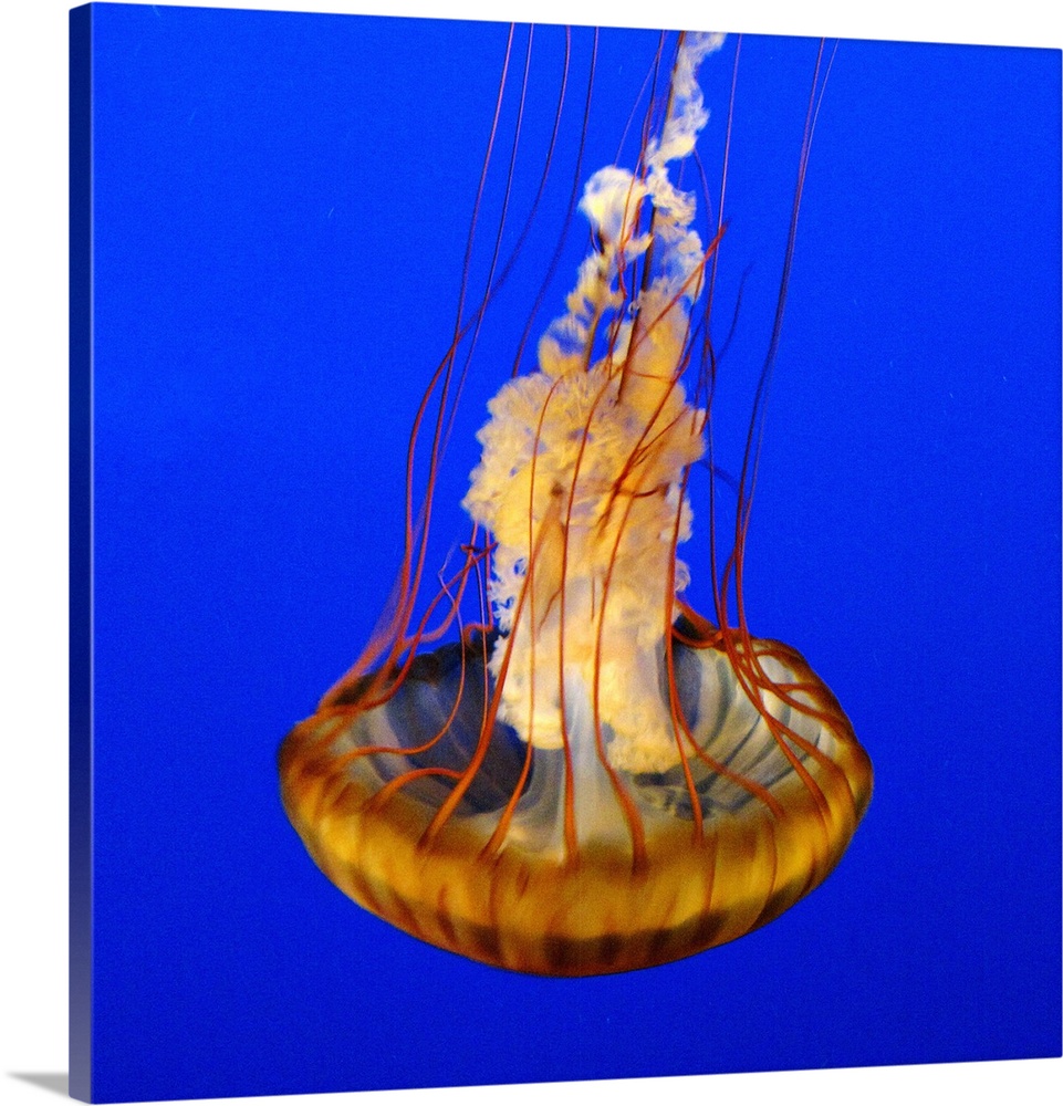 Close-up of jelly fish with blue background.