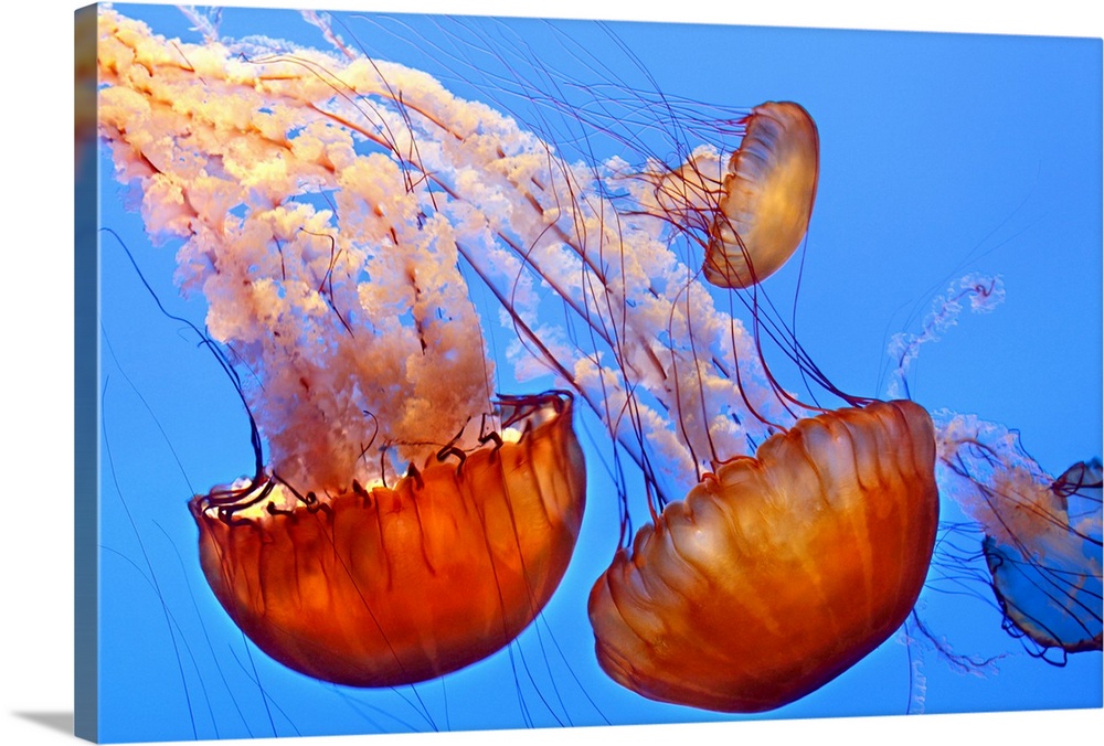 Large, landscape photograph of four jellyfish, gracefully floating through blue waters at the Monterey Aquarium in Califor...