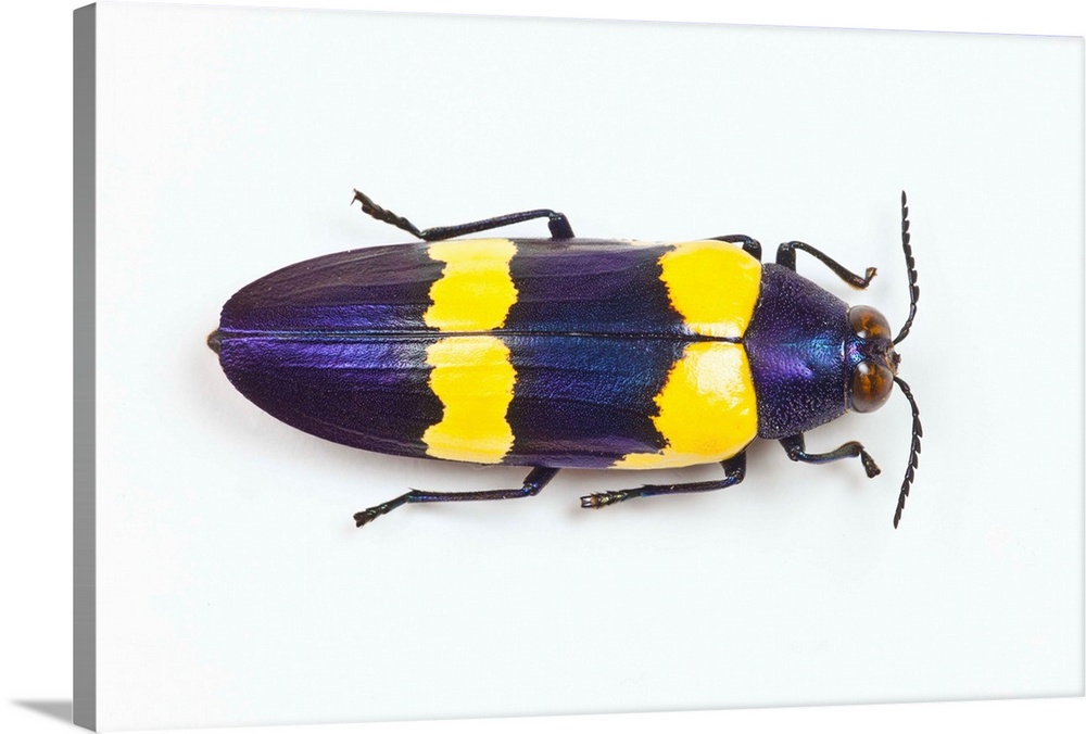 Jewel Beetle Chrysochroa mniszechii from Thailand