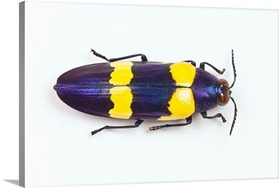 Jewel Beetle Chrysochroa Mniszechii From Thailand