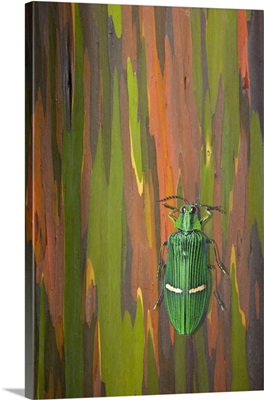 Jewel Beetle On A Rainbow Eucalyptus Trunk