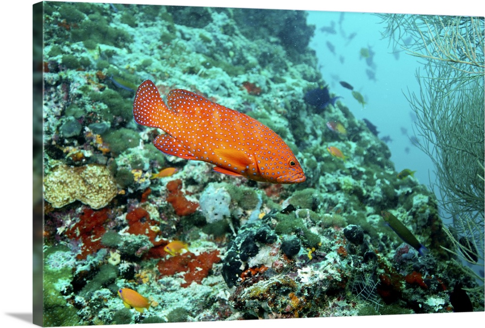 JEWEL GROUPER, CORAL GROUPER, Cephalopolis miniata, Serranidae, Maldives